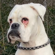 Boxer, Familienhund, Tierschutz, 