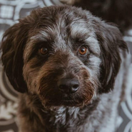 Pudelmischling, Tierschutz, treuer Begleiter, verträgt sich mit anderen Hunden