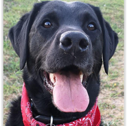 Oreo, Labrador aus Tierschutz sucht Zuhause