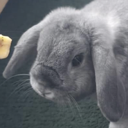 Zwerg-Widder, Tierschutz, männlich, kastriert, lebt zusammen mit seiner Kaninchen-Dame, sanftmütig, aufgeschlossen und etwas zurückhaltend