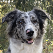Australian Shepherd - Border Collie Mix wartet seit 2 Jahren in der Hundepension