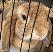 Zwerg-Widder, weiblich, Tierschutz, lebt zusammen mit ihrem Kumpel, entdeckerfreudig und neugierig