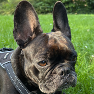 Französische Bulldogge, sucht wiederholt neues Zuhause