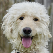 Golden-Doodle, Tierschutz, mit anderen Hunden verträglich, verliert unverschuldet ihr Zuhause, Hündin, sportlich aktiv
