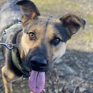 Schäferhund-Mix, sportliche Hündin sucht neues Zuhause, kennt sogar Meerschweinchen und mag Kinder