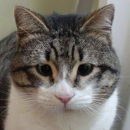 Kater Emil, 13 Jahre alt, Tierschutz, mag keine anderen Kater, verschmaust, Freigänger