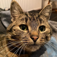 Kater Miro, verschmust und verspielt, Freigänger, Tierschutz, anhänglich, sucht neues Zuhause