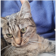 tolle Katzen im Doppelpack, die nicht ins Tierheim möchten