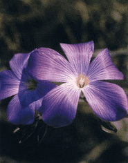 Flora del  Parque Natural del Montgó en Dénia, Alicante.a importancia botánica del Montgó reside en sus especies únicas, que han evolucionado de forma aislada en este hábitat específico.