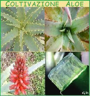Piante di Aloe Produzione piante di Aloe