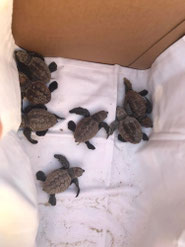 Stranded Loggerhead turtles were rescued and later released. Photo supplied.