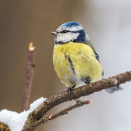 Winterpause