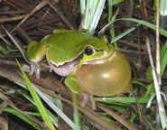 Laubfrosch, Foto: C. Buchta