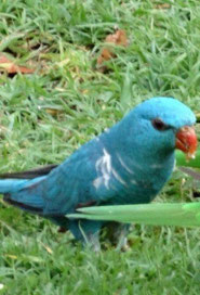 Blau Trichoglossus chlorolepidotus (Schuppenlori)