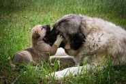 Une chienne et son chiot beiges clairs avec le museau noir couchés sur l'herbe. Le chien pose sa patte sur nez de sa mére par coach canin 16 éducateur canin en charente