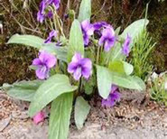 上鷺宮区民センターの花だより