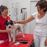 Die Herzambulanz in Maria Enzersdorf bei Mödling bietet klinische Herzuntersuchungen für Katzen