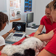 Das Ultraschallbild des Hundes gibt genaue Auskunft über Herzprobleme und Herzbeschwerden, auch ein angeborener herzfehler wird sichtbar