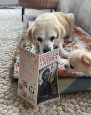 Sacred Flu Review