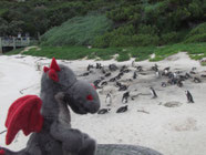 Pinguine am Boulders Beach