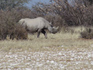 Nashorn