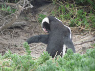 Pinguine am Boulders Beach
