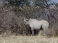 Nashorn