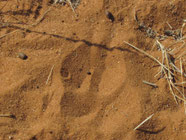 Spuren im Sand