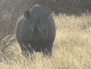 Nashorn