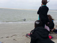 école baie de somme phoque