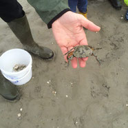 sortie scolaire baie de somme