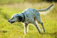 Wikipedia_Dmitry A. Mottl_English setter working in the field