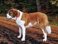 Wikipedia_Cassie_St. Bernard Dog