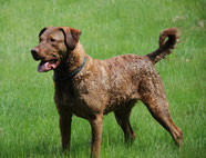 Wikipedia_Keith Rousseau_A Chesapeake Bay Retriever