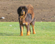 Wikipedia_Alexandr frolov_Tibetan mastiff in the wild. On a mountain pasture in the Altai mountains