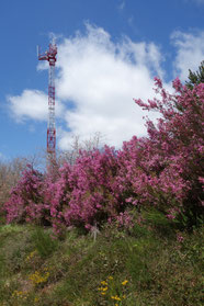 Frühling...