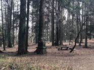 Wald im Pohorje mit Madonna