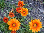 Gazania x hybrida