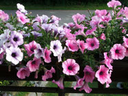 Petunia hybrida 