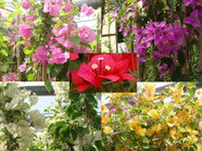 Bougainvillea glabra