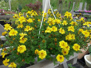 Bidens ferulifolia