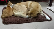 犬と猫のお昼寝