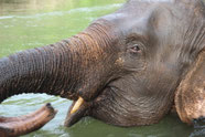 Thailand Img 4135