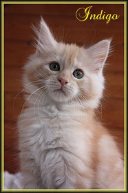 Maine Coon Baby of Dantes Peak