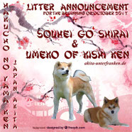 Japan Akita, Umeko of Kishi Ken, Hund, Zucht, Welpen, A-Wurf, Souhei Go Shirai