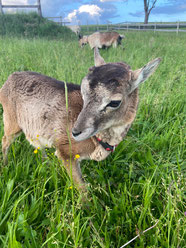 Unsere kleine Abby - Neuzugang Nov.23 - 