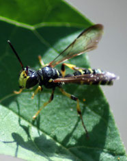 Die Knotenwespe (Cerceris arenaria) trägt verschieden kleine Käfer- und Wildbienenarten ein.