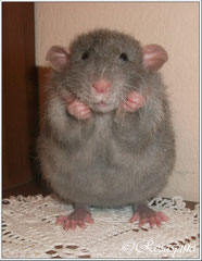 Russian Blue