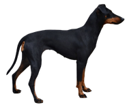 Manchester Terrier sitzend, Hund, Terrier, png