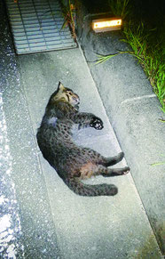 交通事故にあって死亡したヤマネコ(西表野生生物保護センター提供)